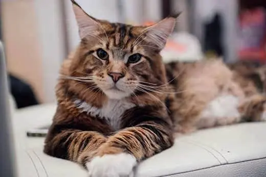Common Reasons Your Cat Will Vomit