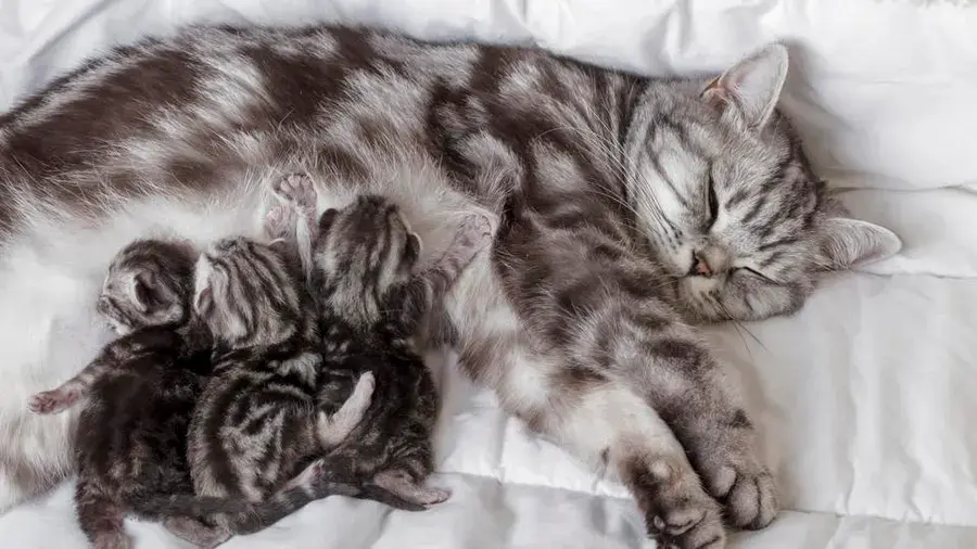 How long are cats pregnant timeline and feline pregnancy stages