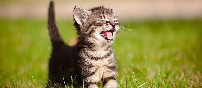 Fun cat facts and behaviour, night vision, and diet
