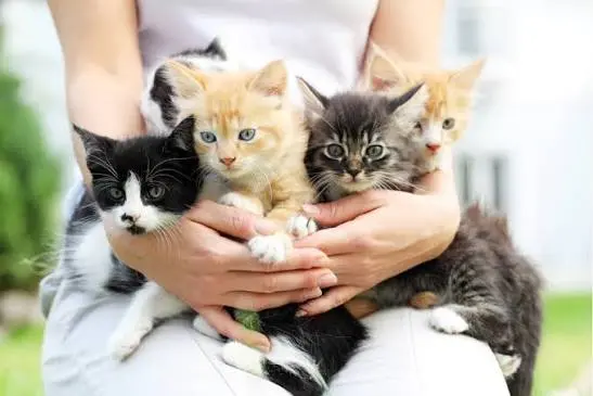 hypoallergenic cats